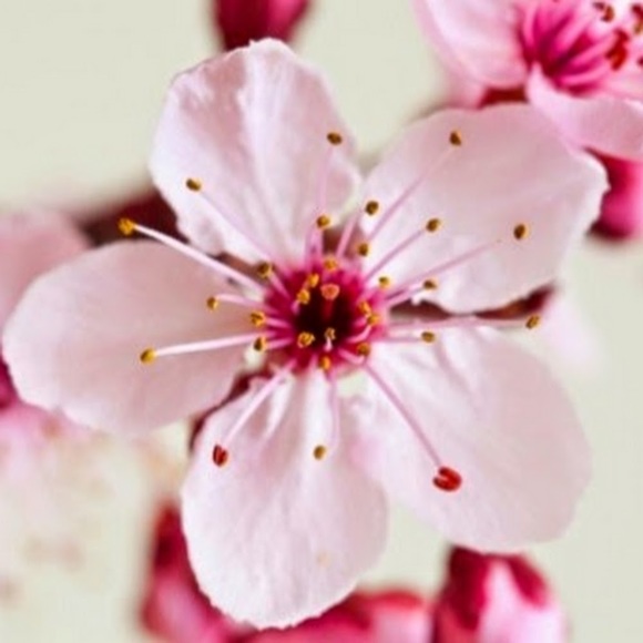 Meet your Posher, Laura - Picture 1 of 1